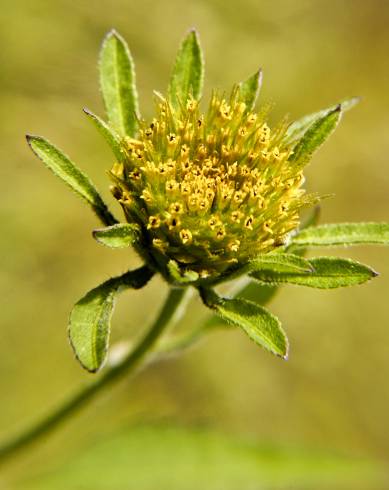 Fotografia de capa Bidens frondosa - do Jardim Botânico