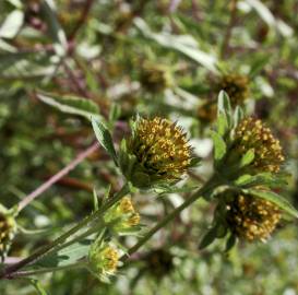 Fotografia da espécie Bidens frondosa