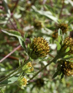 Fotografia 4 da espécie Bidens frondosa no Jardim Botânico UTAD