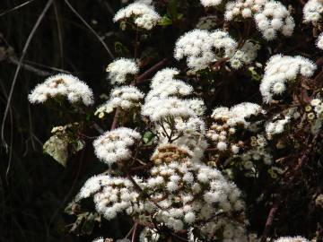 Fotografia da espécie Ageratina adenophora