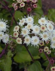 Ageratina adenophora