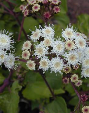 Fotografia 1 da espécie Ageratina adenophora no Jardim Botânico UTAD