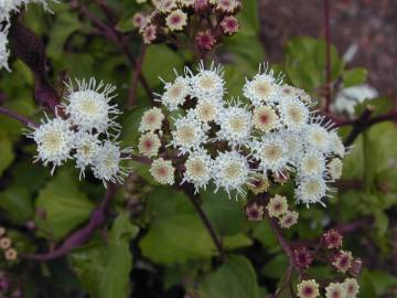 Fotografia da espécie Ageratina adenophora