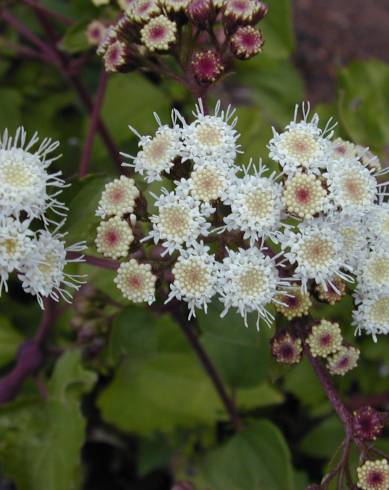 Fotografia de capa Ageratina adenophora - do Jardim Botânico