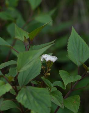 Fotografia 3 da espécie Ageratina adenophora no Jardim Botânico UTAD