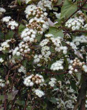 Fotografia 4 da espécie Ageratina adenophora no Jardim Botânico UTAD