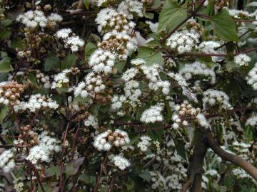 Fotografia da espécie Ageratina adenophora