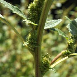 Fotografia da espécie Amaranthus retroflexus