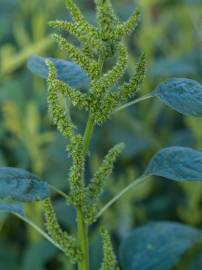 Fotografia da espécie Amaranthus retroflexus