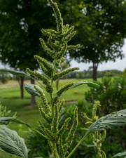 Fotografia da espécie Amaranthus retroflexus