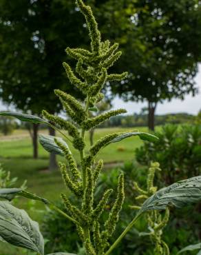 Fotografia 1 da espécie Amaranthus retroflexus no Jardim Botânico UTAD