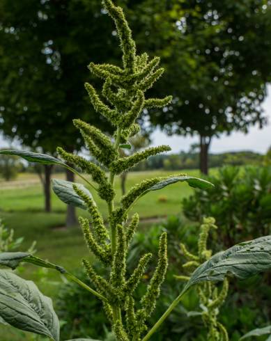 Fotografia de capa Amaranthus retroflexus - do Jardim Botânico