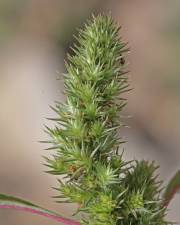 Fotografia da espécie Amaranthus hybridus