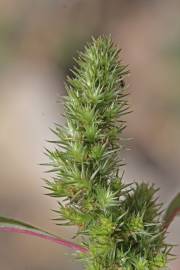 Fotografia da espécie Amaranthus hybridus