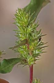 Fotografia da espécie Amaranthus hybridus