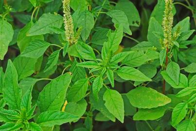 Fotografia da espécie Amaranthus hybridus