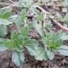 Fotografia 1 da espécie Amaranthus blitoides do Jardim Botânico UTAD