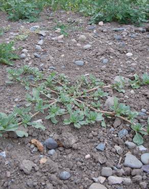 Fotografia 4 da espécie Amaranthus blitoides no Jardim Botânico UTAD