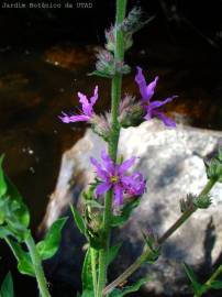 Fotografia da espécie Lythrum salicaria