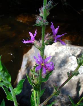 Fotografia 3 da espécie Lythrum salicaria no Jardim Botânico UTAD