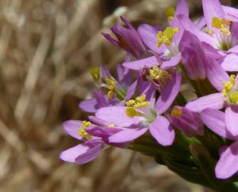 Fotografia da espécie Centaurium tenuiflorum
