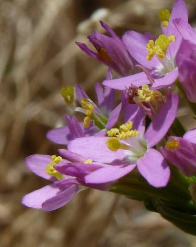 Fotografia de capa Centaurium tenuiflorum - do Jardim Botânico