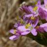 Fotografia 1 da espécie Centaurium tenuiflorum do Jardim Botânico UTAD