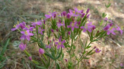 Fotografia da espécie Centaurium tenuiflorum