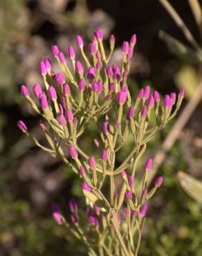 Fotografia 3 da espécie Centaurium tenuiflorum no Jardim Botânico UTAD