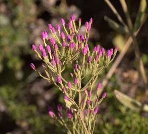 Fotografia da espécie Centaurium tenuiflorum