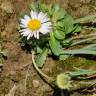 Fotografia 7 da espécie Bellis perennis do Jardim Botânico UTAD