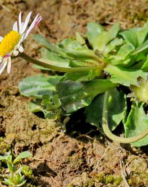 Fotografia 8 da espécie Bellis perennis no Jardim Botânico UTAD