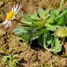 Fotografia 8 da espécie Bellis perennis do Jardim Botânico UTAD