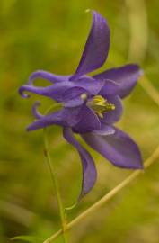 Fotografia da espécie Aquilegia vulgaris subesp. vulgaris