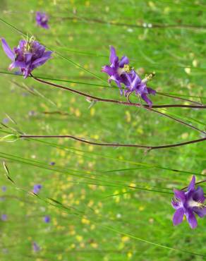 Fotografia 3 da espécie Aquilegia vulgaris subesp. vulgaris no Jardim Botânico UTAD