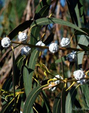 Fotografia 3 da espécie Eucalyptus globulus no Jardim Botânico UTAD