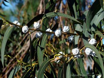 Fotografia da espécie Eucalyptus globulus