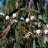 Fotografia 3 da espécie Eucalyptus globulus do Jardim Botânico UTAD