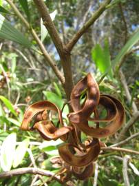 Fotografia da espécie Acacia melanoxylon