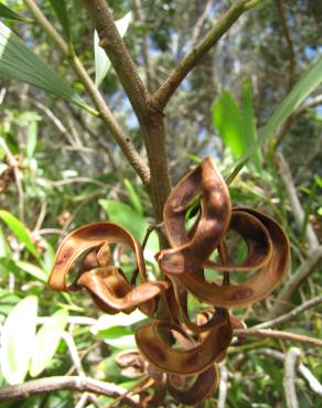Fotografia 2 da espécie Acacia melanoxylon no Jardim Botânico UTAD