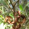 Fotografia 2 da espécie Acacia melanoxylon do Jardim Botânico UTAD