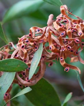 Fotografia 3 da espécie Acacia melanoxylon no Jardim Botânico UTAD