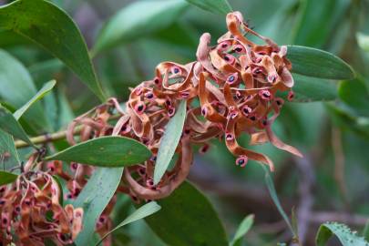 Fotografia da espécie Acacia melanoxylon