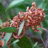 Fotografia 3 da espécie Acacia melanoxylon do Jardim Botânico UTAD