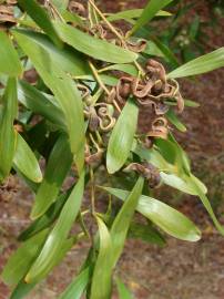 Fotografia da espécie Acacia melanoxylon