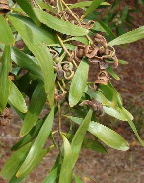 Fotografia 4 da espécie Acacia melanoxylon no Jardim Botânico UTAD