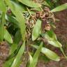 Fotografia 4 da espécie Acacia melanoxylon do Jardim Botânico UTAD