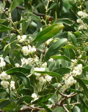 Fotografia 5 da espécie Acacia melanoxylon no Jardim Botânico UTAD