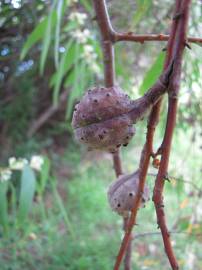 Fotografia da espécie Hakea salicifolia