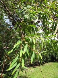 Fotografia da espécie Hakea salicifolia